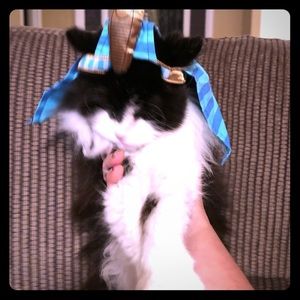 King Tut Animal Costume